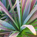 Kordylína austrálska (Cordyline australis) ´CHOCOLATE MINT´ výška: 50-70 cm, C5L (-12°C)